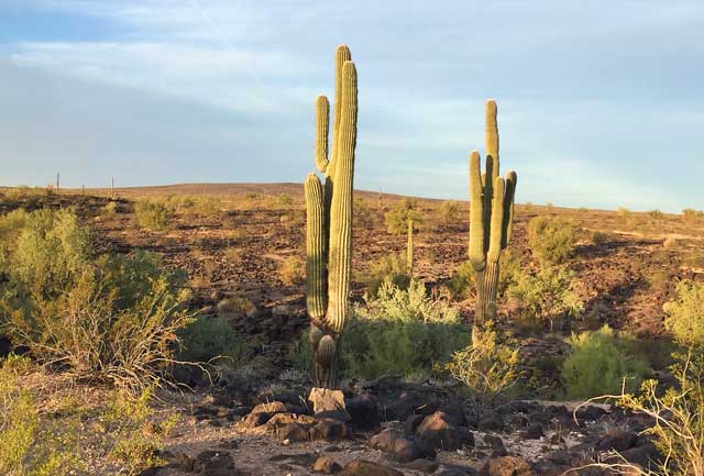 Saguaro Cactus Gila Bend Arizona