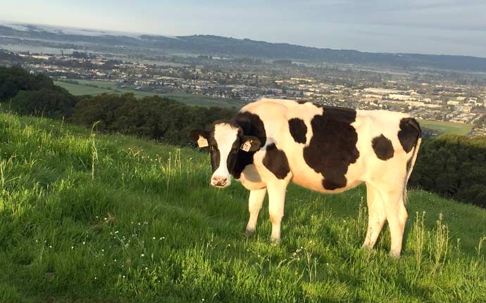 Taylor Mountain Cow Grazing, Santa Rosa CA