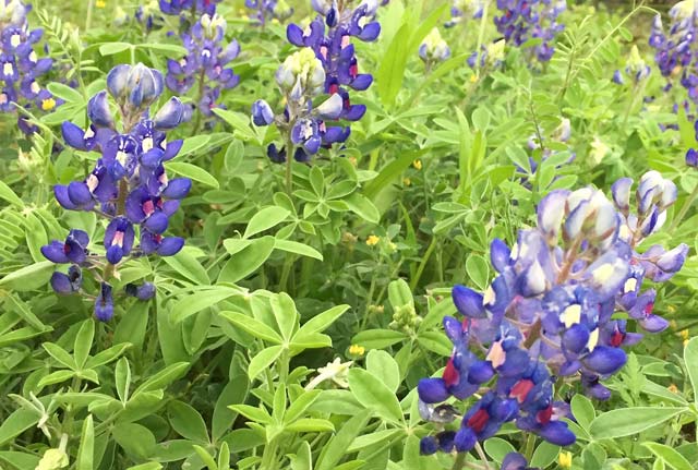 Luckenbach, Texas Blue Bonnet Wildflowers