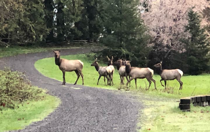 Morning Elk in Westfir, Oregon