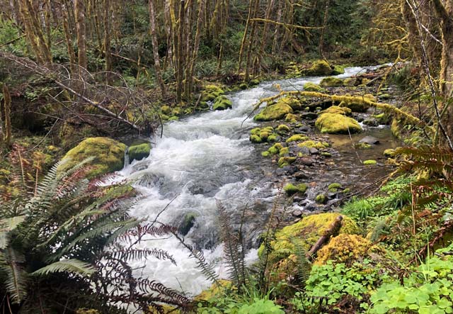 Westfir Oregon Forest Stream