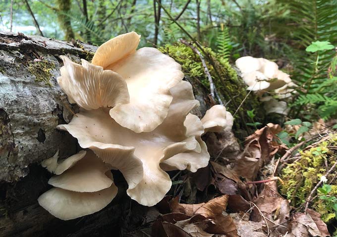 Westfir Oregon Forest Mushrooms
