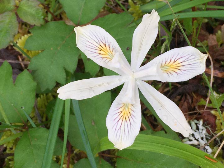 Forest Lily Westfir Oregon Wildflower