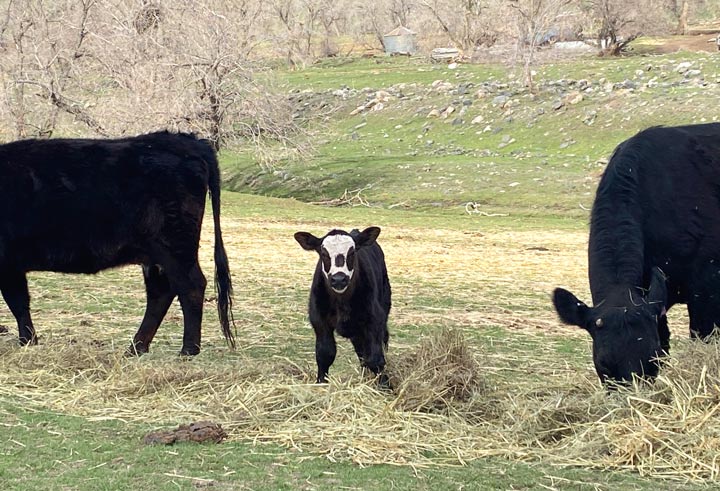Rist Canyon Farm Calf and Cows