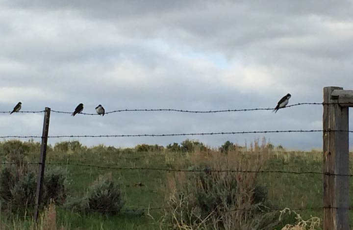 Fence Birds Saratoga, Wyoming