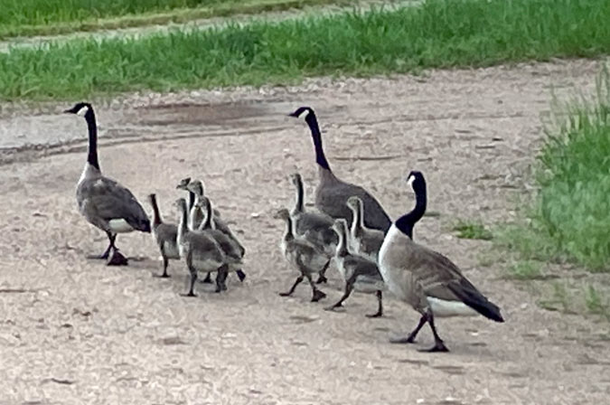 Watson Lake Goslings