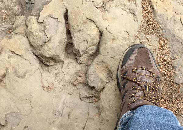 Flatbed Pool Dinosaur Tracks, Tumbler Ridge BC