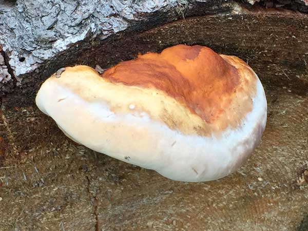Tumbler Ridge Fungi