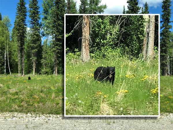 Black Bear along Alcan Highway 97 British Columbia