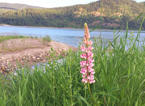 Faquier, BC Wildflower at Arrow Lake