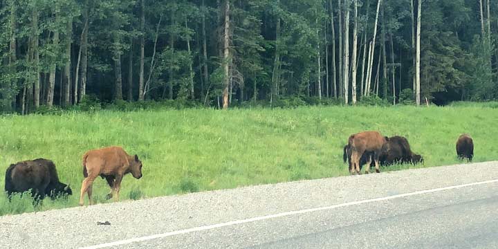 Alaska Highway Wood Bison