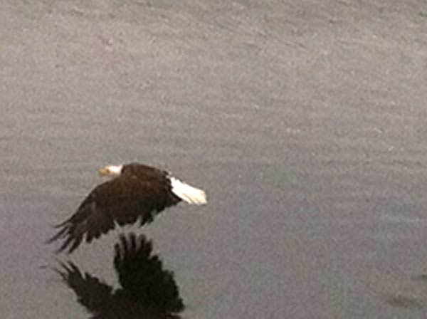 Crystal Lakes Bald Eagle