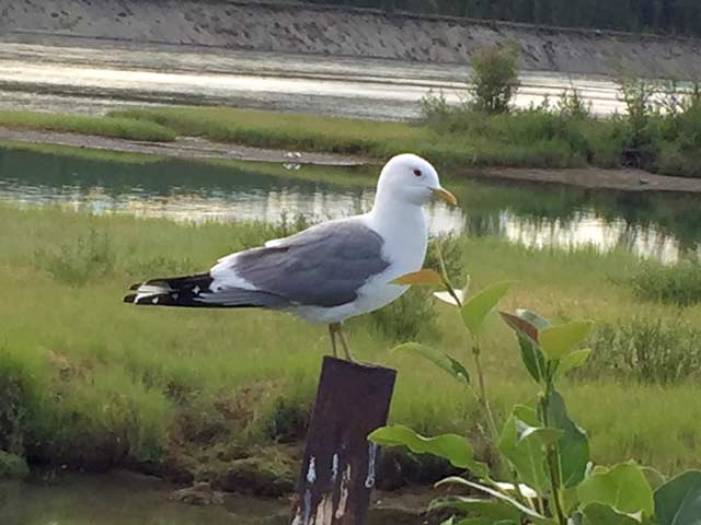 Mew Gull, Whitehorse Yukon
