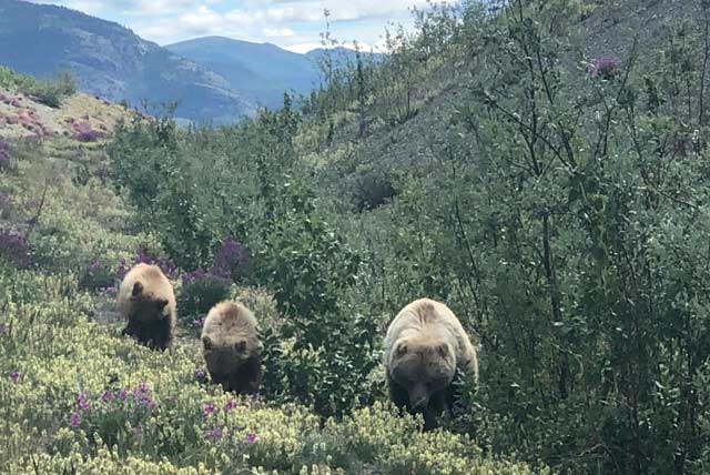 Grizzly Bear Momma and Cubs near Destruction Bay, Yukon