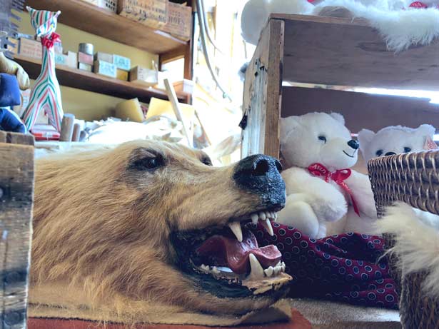 Skagway Alaska Bear for Sale
