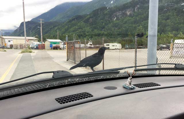 Skagway Alaska Raven on Truck Hood