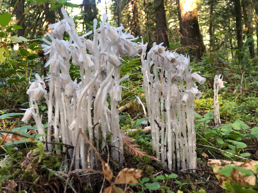 Westfir, Oregon Ghost Plant