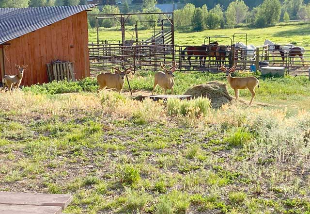 Vickers Ranch Deer
