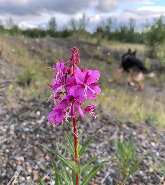 Braeburn Yukon Wildflower