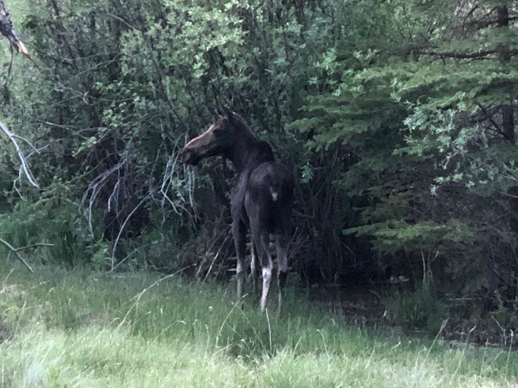 Lake City Colorado Moose