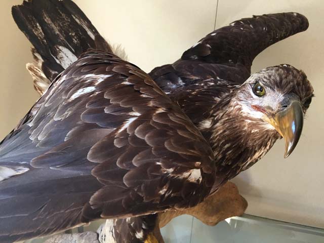 Hyder Alaska History Museum Taxidermy, Juvenile Bald Eagle