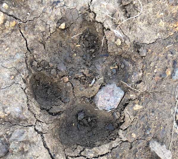 mountain lion or wolf track