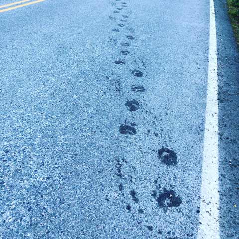 Bear prints on highway at Fish Creek, Hyder Alaska