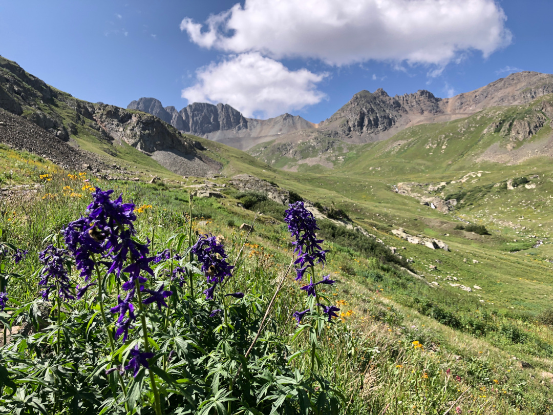 Handie's Peak Trail Wildflowers