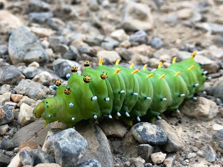 Big Ass Caterpillar