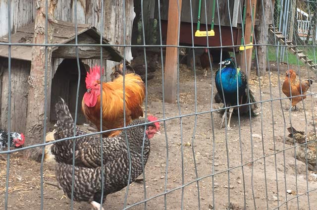 Harvest Hosts Chickens and Peacock
