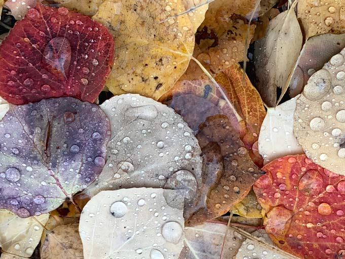 Fall leaves Colorado Aspens near Leadville