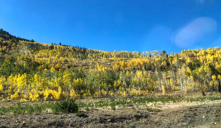 Fall Colorado Aspens near Leadville