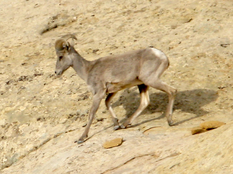 Cohab Canyon Bighorn Sheep in Capitol Reef National Park