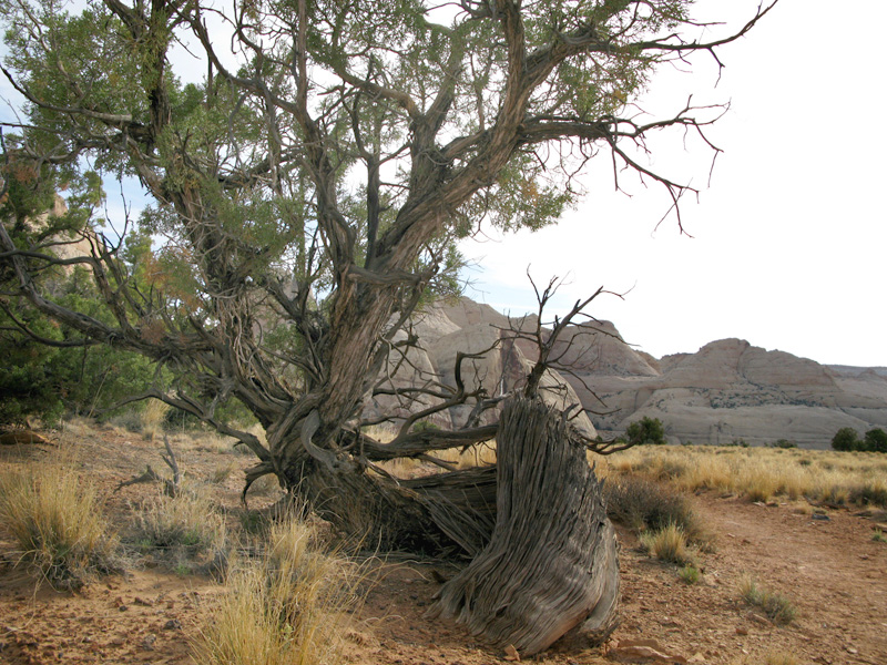 Old Tree in Cohab Canyon of Capitol Reef National Park