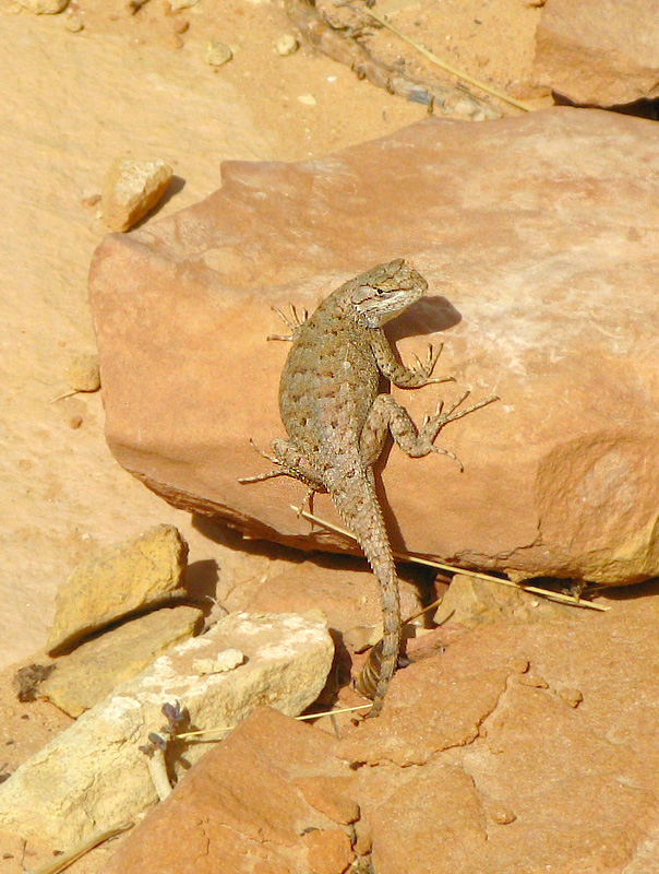 Cohab Canyon Lizard in Capitol Reef National Park