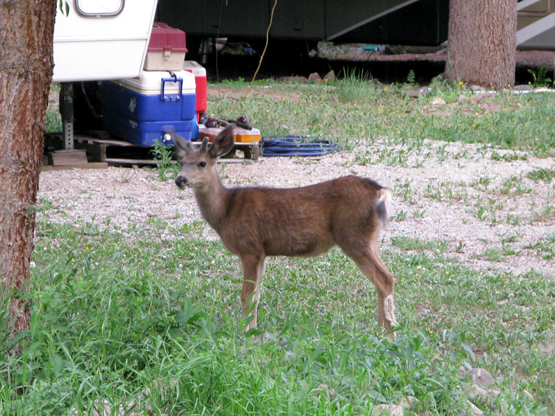 Deer with attitude terrorizes Vickers workamping sites