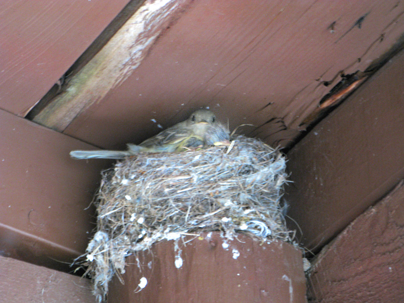 Baby birds with mom in the nest at Vickers Ranch cabin