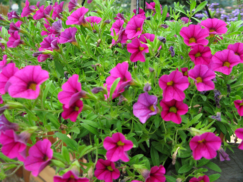 Abundant Color in the Vickers Summer Flower Garden