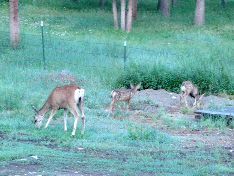 Deer with fawns at Vickers Ranch workamping RV sites