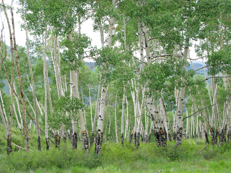 Colorado Aspen trees at upper Vickers Ranch