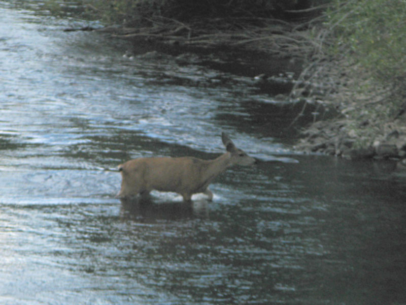 Deer crossing Lake Fork of the Gunnison River at Dusk