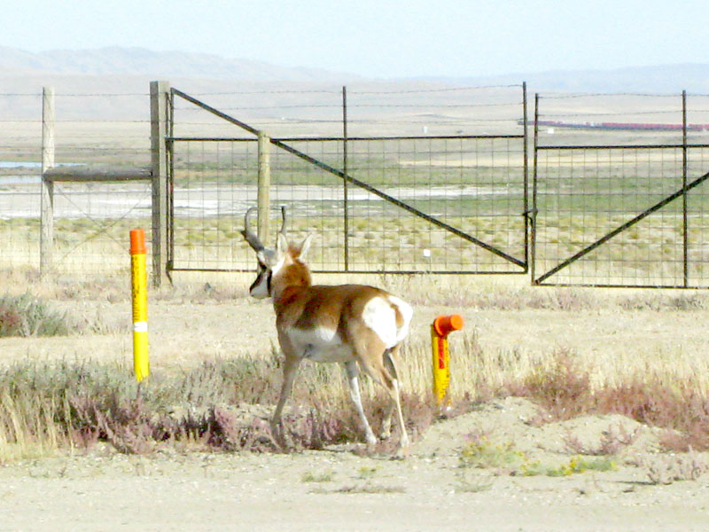 Sinclair Wyoming Roadside Proghorn Sheep