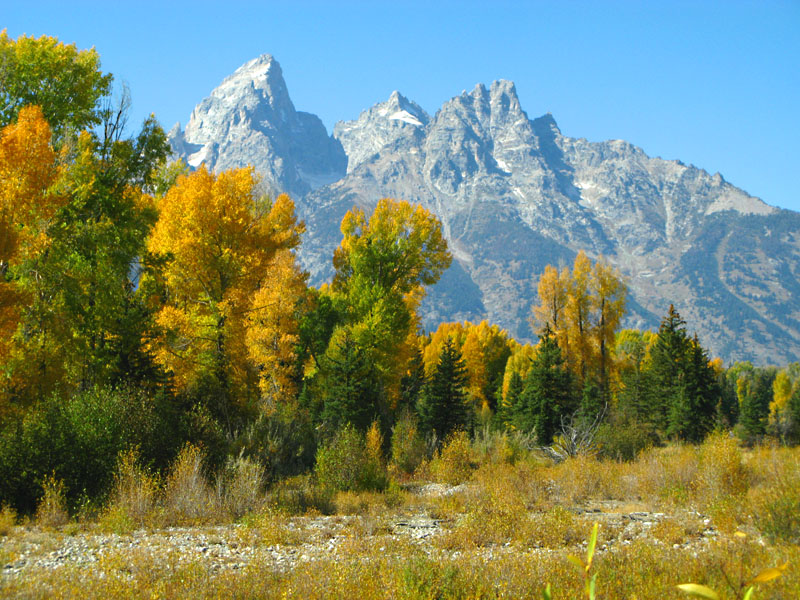 Fall colors and the Grand Tetons