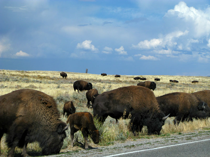 Roadside Buffalo in Grand Teton National Park - Drive Carefully!