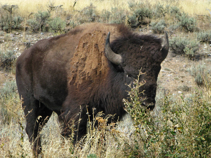 Close encounters with Buffalo in Grand Teton National Park