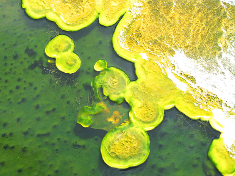 Bacteria Mats in Yellowstone National Park Thermal Features