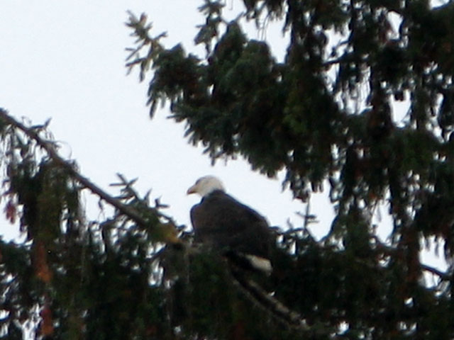 Bald Eagle perched in Rain Forest along the Hoh River