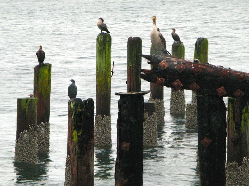 sea birds at crab dock in Winchester Bay, Oregon