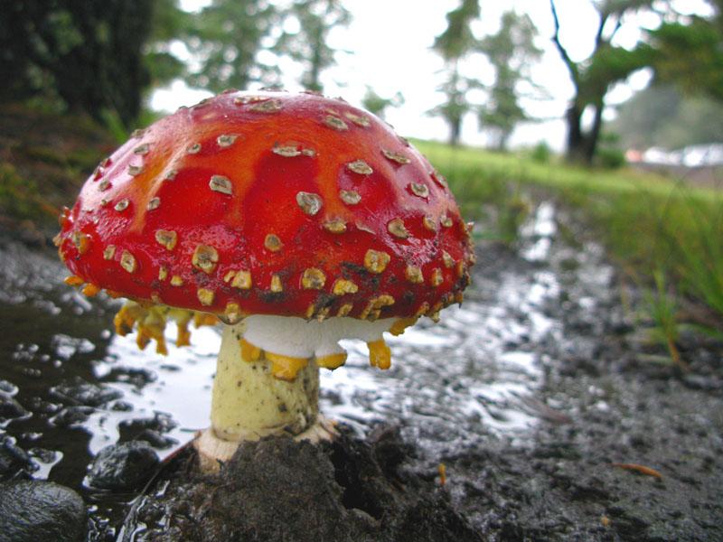 Winchester Bay Oregon magic mushroom
