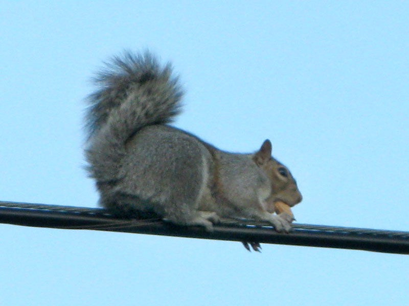 city squirrel on the high wire with peanut